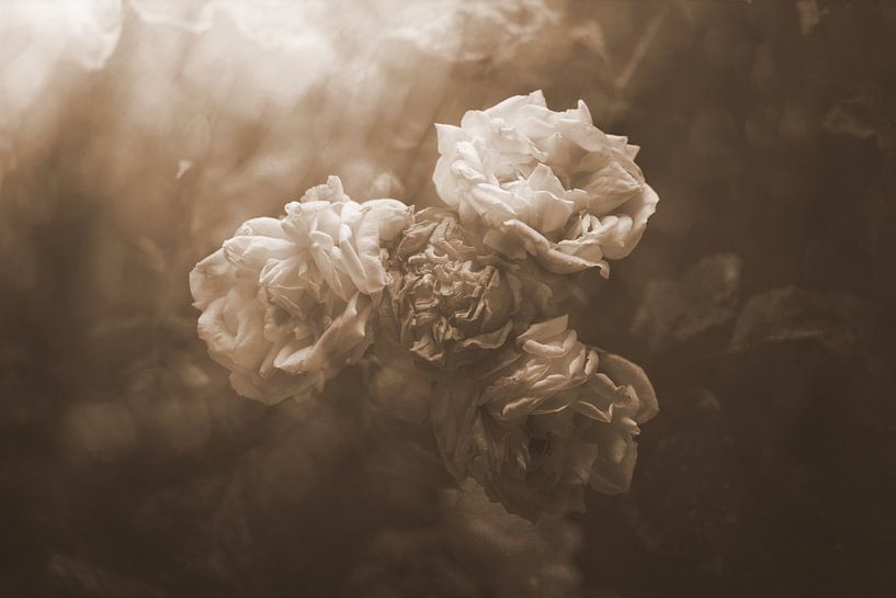 alte Rosen von Ribbi