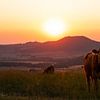 Kuh bei Sonnenaufgang von Catrin Grabowski