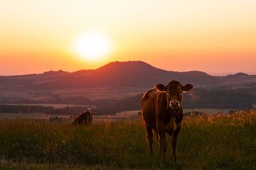 Koe bij zonsopgang van Catrin Grabowski