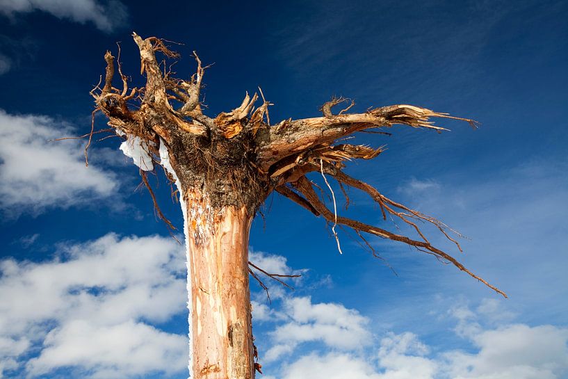 The upside-down tree trunk by Christa Kramer