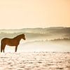 Cheval au-dessus des nuages au coucher du soleil | Allemagne sur Madinja Groenenberg