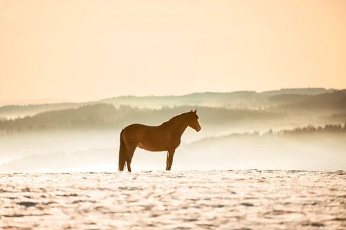Paard boven de wolken tijdens zonsondergang | Duitsland van Madinja Groenenberg