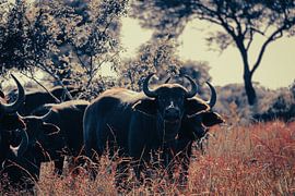 Troupeau de buffles d'eau sur Helene van Rijn