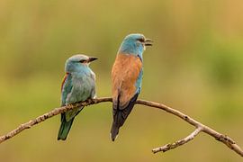 Die Blauracke (Europäische Blauracke), Coracias garrulus.