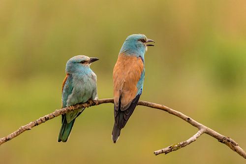 The Roller (European Roller), Coracias garrulus.