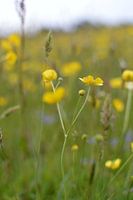 Gelbe Blume