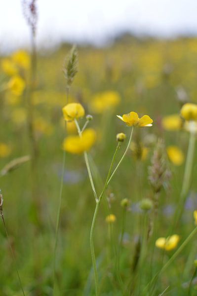 Fleur jaune par Inge Schoonenberg
