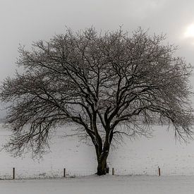 Paysage d'hiver hollandais #3 sur Mark Bolijn