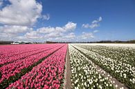 Landschap met Roze en witte tulpen van Maurice de vries thumbnail