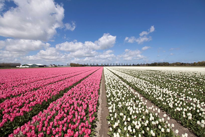 Landschap met Roze en witte tulpen van Maurice de vries