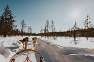 Husky trek in Lapland by Mieke Broer thumbnail