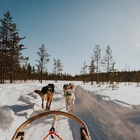 Husky tocht in Lapland van Mieke Broer