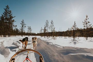 Husky tocht in Lapland van Mieke Broer