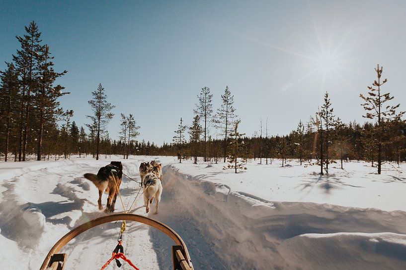 Husky trek in Lapland by Mieke Broer