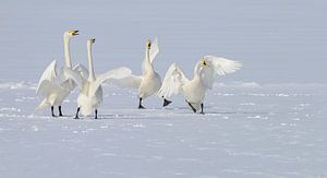 Hold The Thief van Harry Eggens