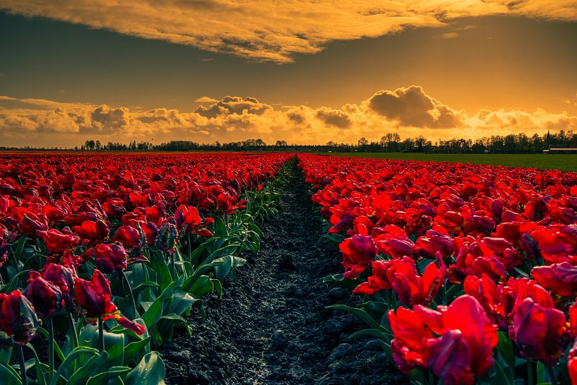 tulip pad by peterheinspictures