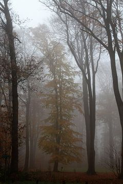 Bomen, herfst, natuur, mist van Angela van den Berg