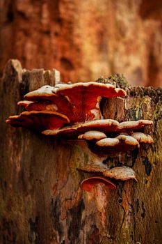 Fungi on stump of beech