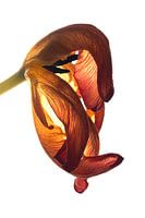 Tulipe