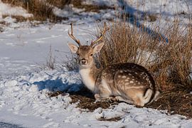Fallow deer Amsterdam Water Supply Dunes in the snow by Merijn Loch