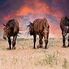 Wild horses sur Bart van Dinten