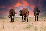 Wilde paarden op de prairie van Bart van Dinten thumbnail