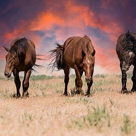 Wild horses on the prairie by Bart van Dinten