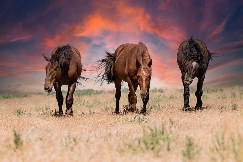 Wilde paarden op de prairie van Bart van Dinten