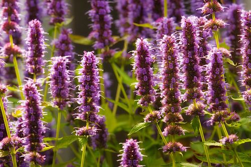 Verbena zomerse pluimen in je tuin