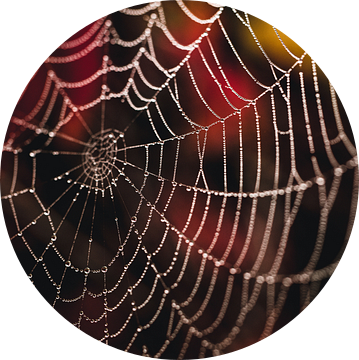 Moody spinnenweb van Stefanie de Boer