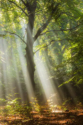 forest enlightenment