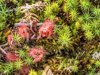 sundew
