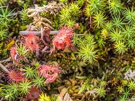 sundew