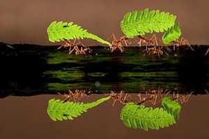 Leafcutter ants walking through the jungle of Costa Rica von AGAMI Photo Agency