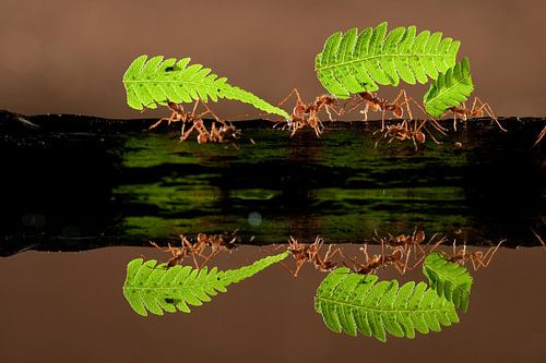 Leafcutter ants walking through the jungle of Costa Rica