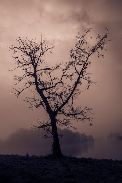 Standing strong II von Bram van Kattenbroek