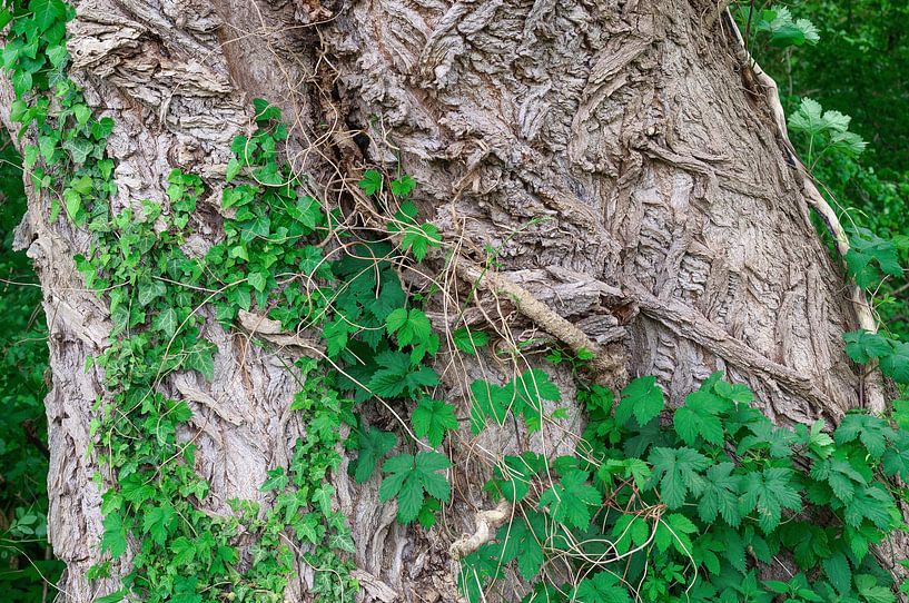 my friend the tree by Peter Eckert