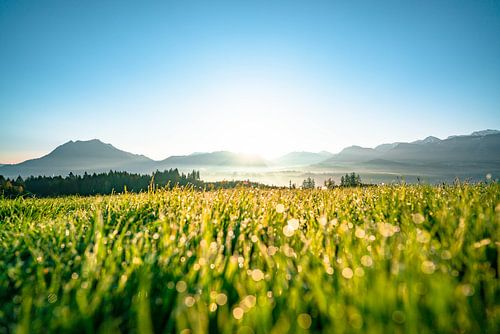 Ochtenddauw met uitzicht op de Grünten en de Allgäuer Alpen