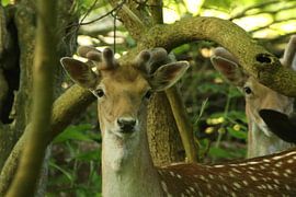 I felt him watching me. by Wendy Hilberath