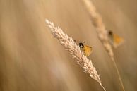 Vlinders in het gras van Gonnie van de Schans thumbnail