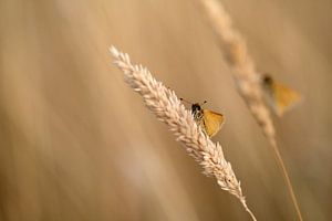 Schmetterlinge im Gras von Gonnie van de Schans