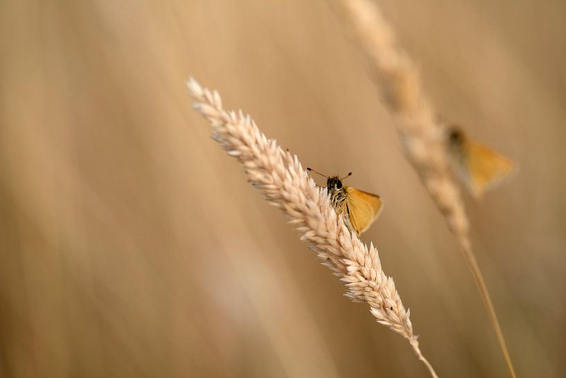 Vlinders in het gras van Gonnie van de Schans