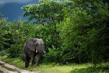Elephant in Hoedspruit by Paula Romein