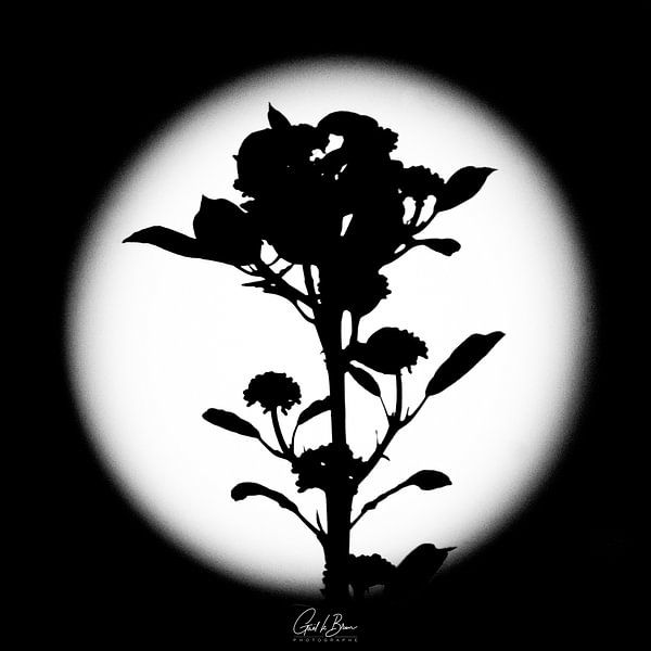 Mondschatten Foto von laglae brunel