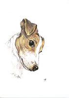 Jack Russell