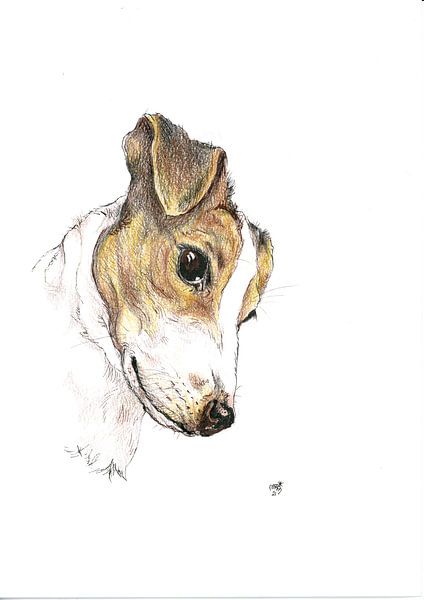 Jack Russell by Marian van der Veen-Niemeijer