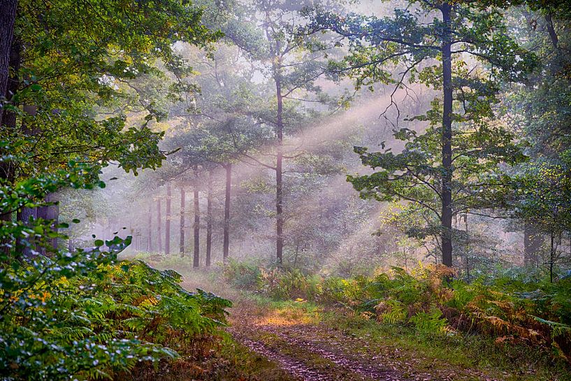 Breda Liesbos in the fog by Egon Zitter