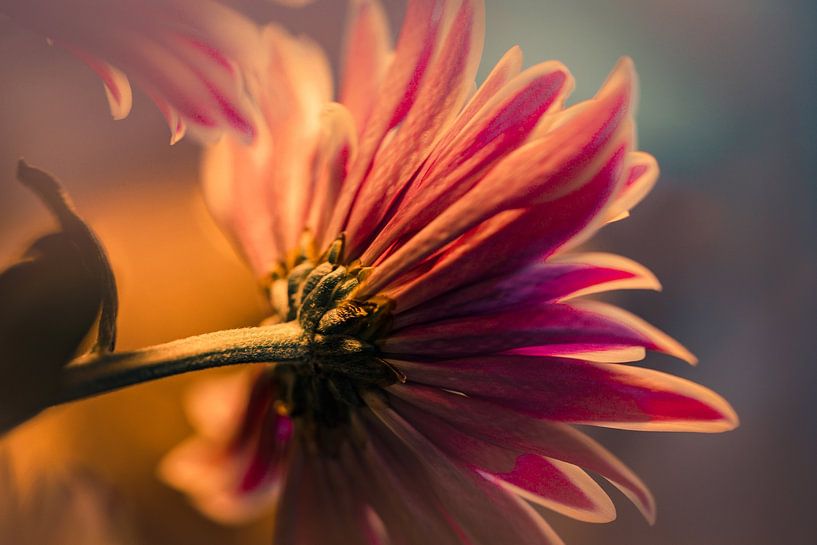 Blume von Paquita Six