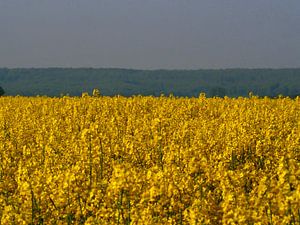 Veld met koolzaadbloemen in Frankrijk