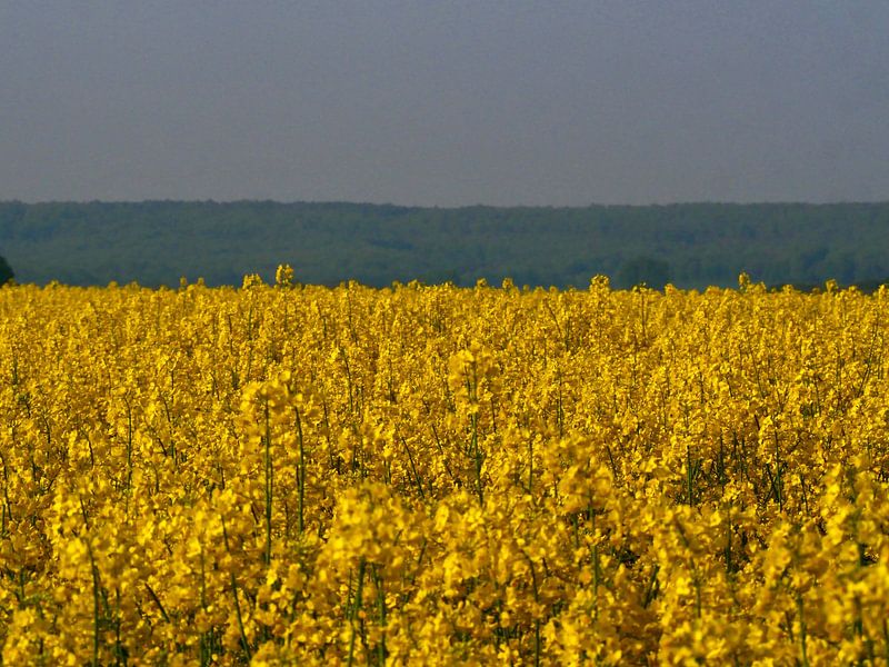 Veld met koolzaadbloemen in Frankrijk van Judith van Wijk